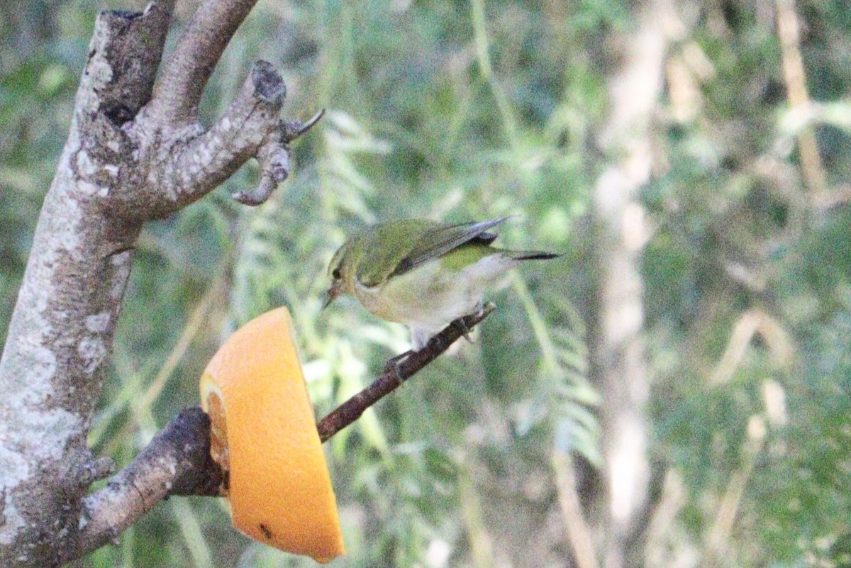 Червоїд світлобровий - ML645186853