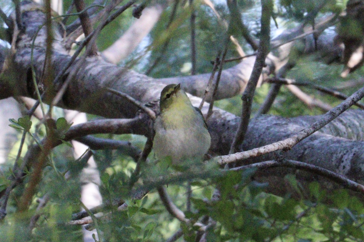 Червоїд світлобровий - ML645186854