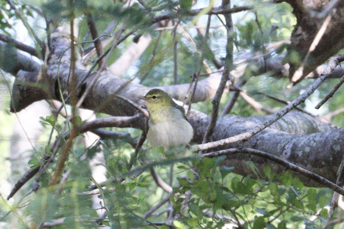 Червоїд світлобровий - ML645186855