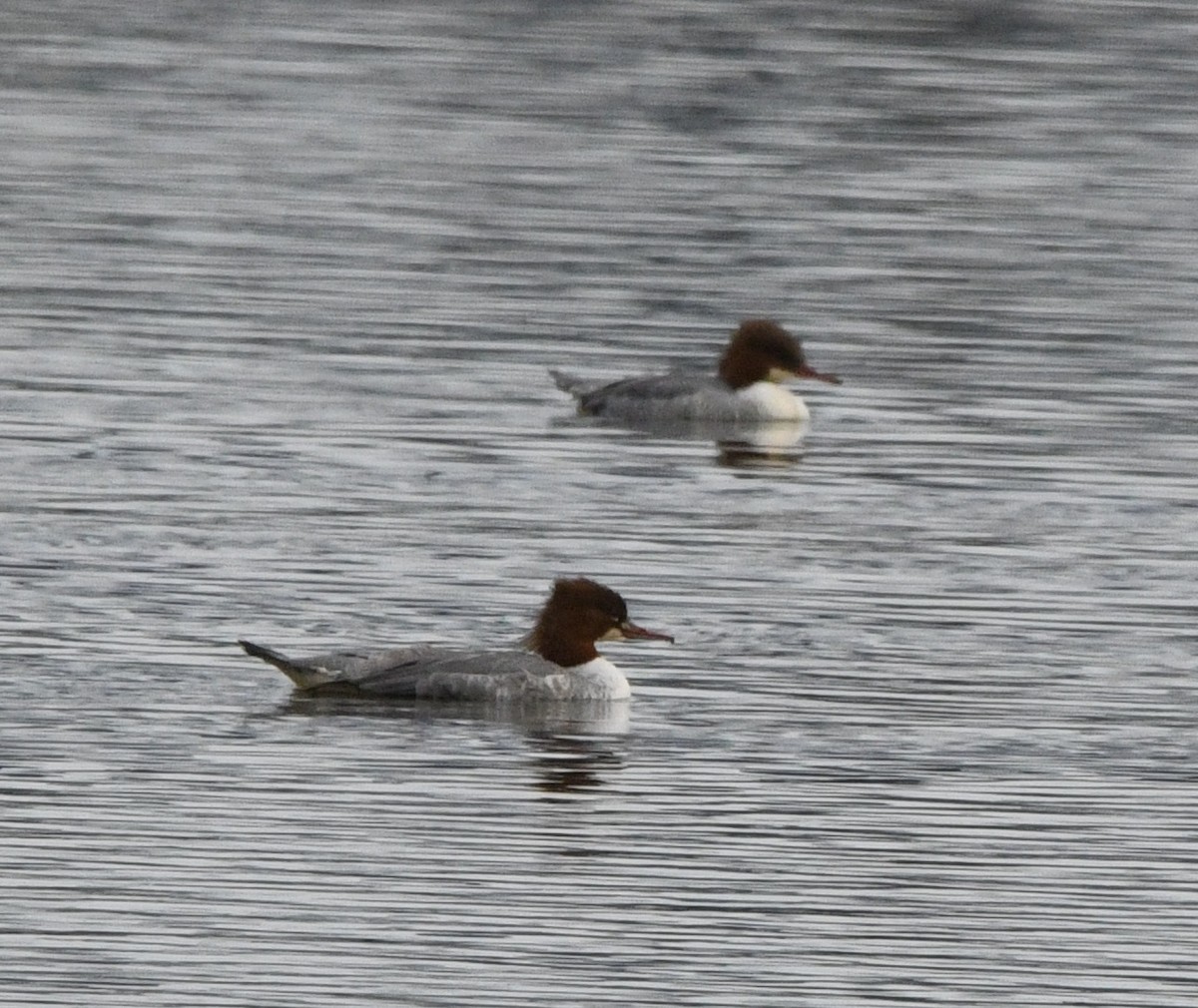 川秋沙 - ML645186860