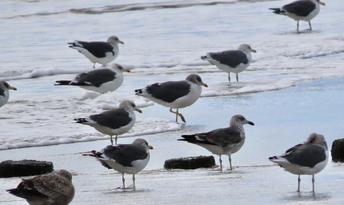 Lesser Black-backed Gull - ML645186880