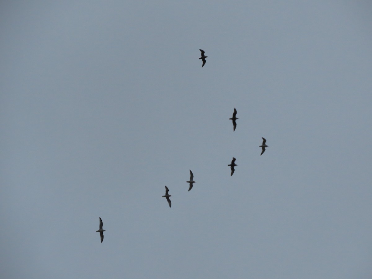 American Herring Gull - ML645186905