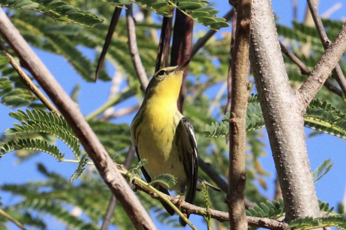 Blackburnian Warbler - ML645186906