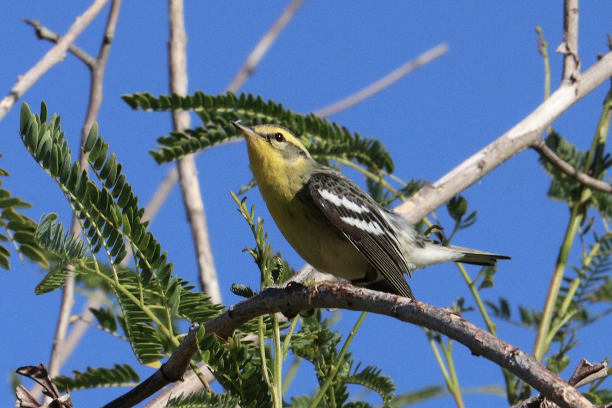 Blackburnian Warbler - ML645186907