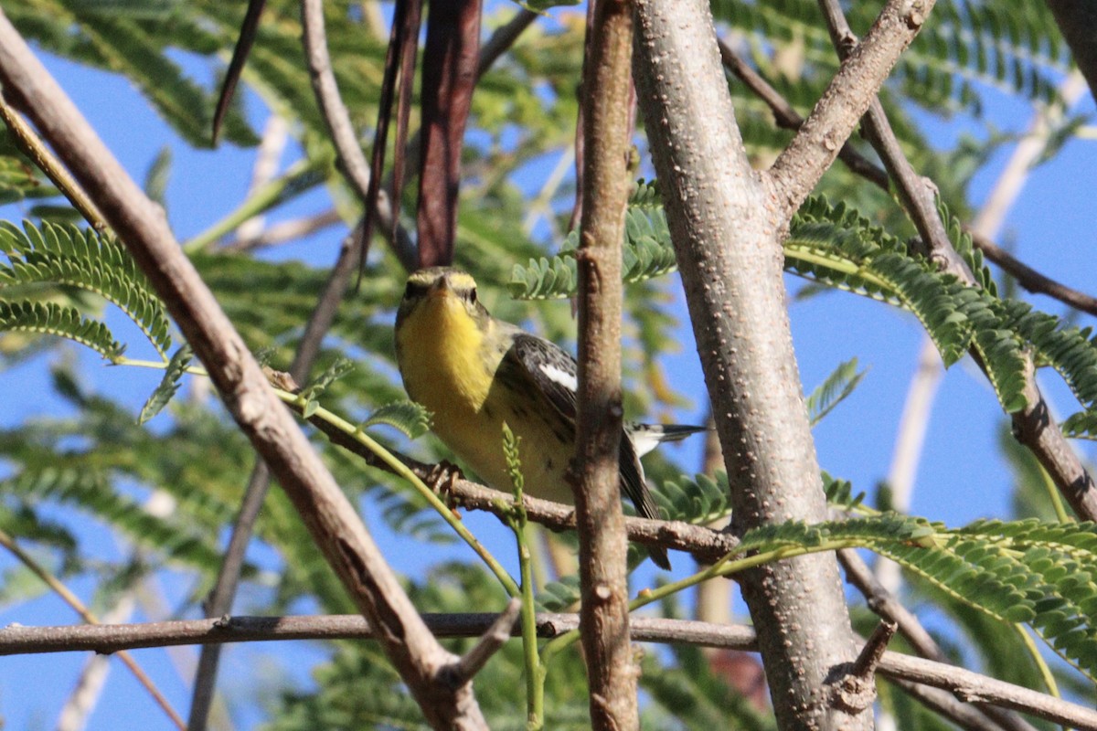 Blackburnian Warbler - ML645186908