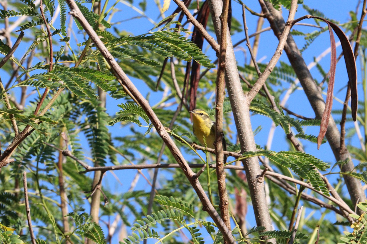 Blackburnian Warbler - ML645186909