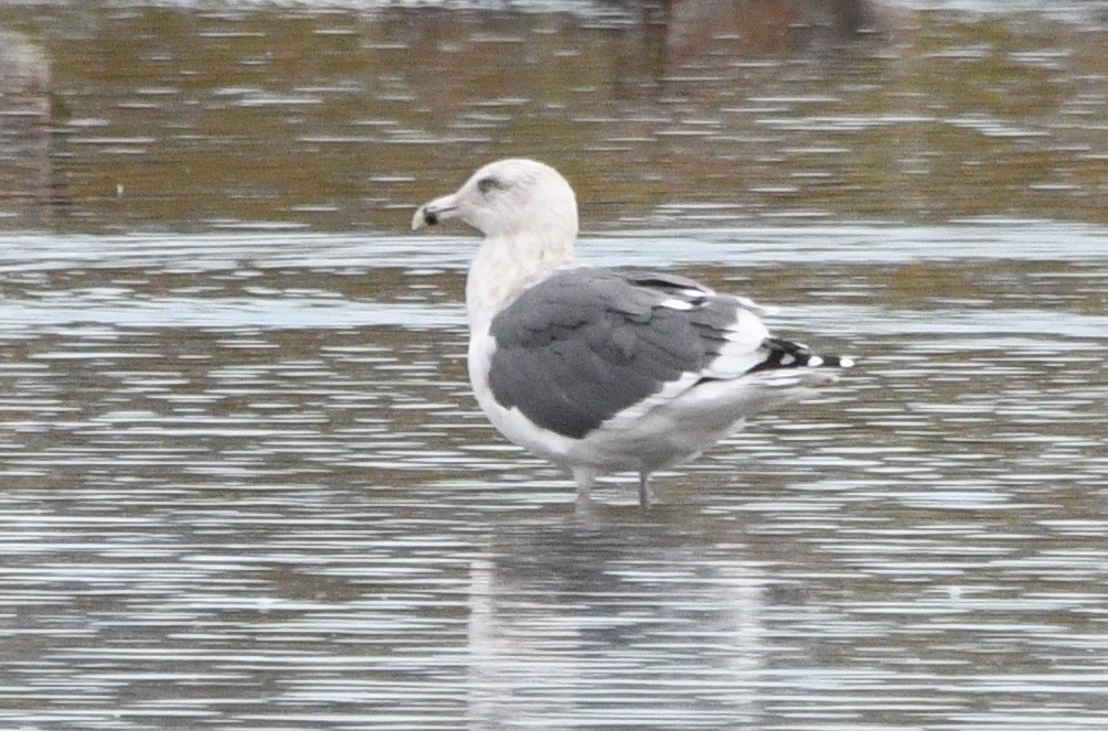 灰背鷗 - ML645186911