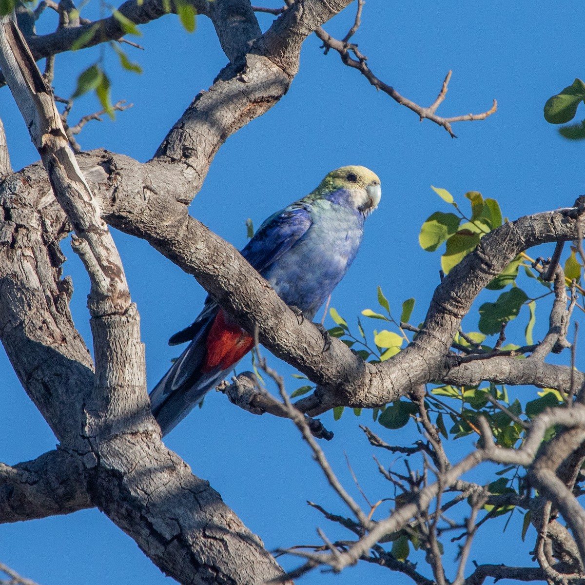Pale-headed Rosella - ML645186912