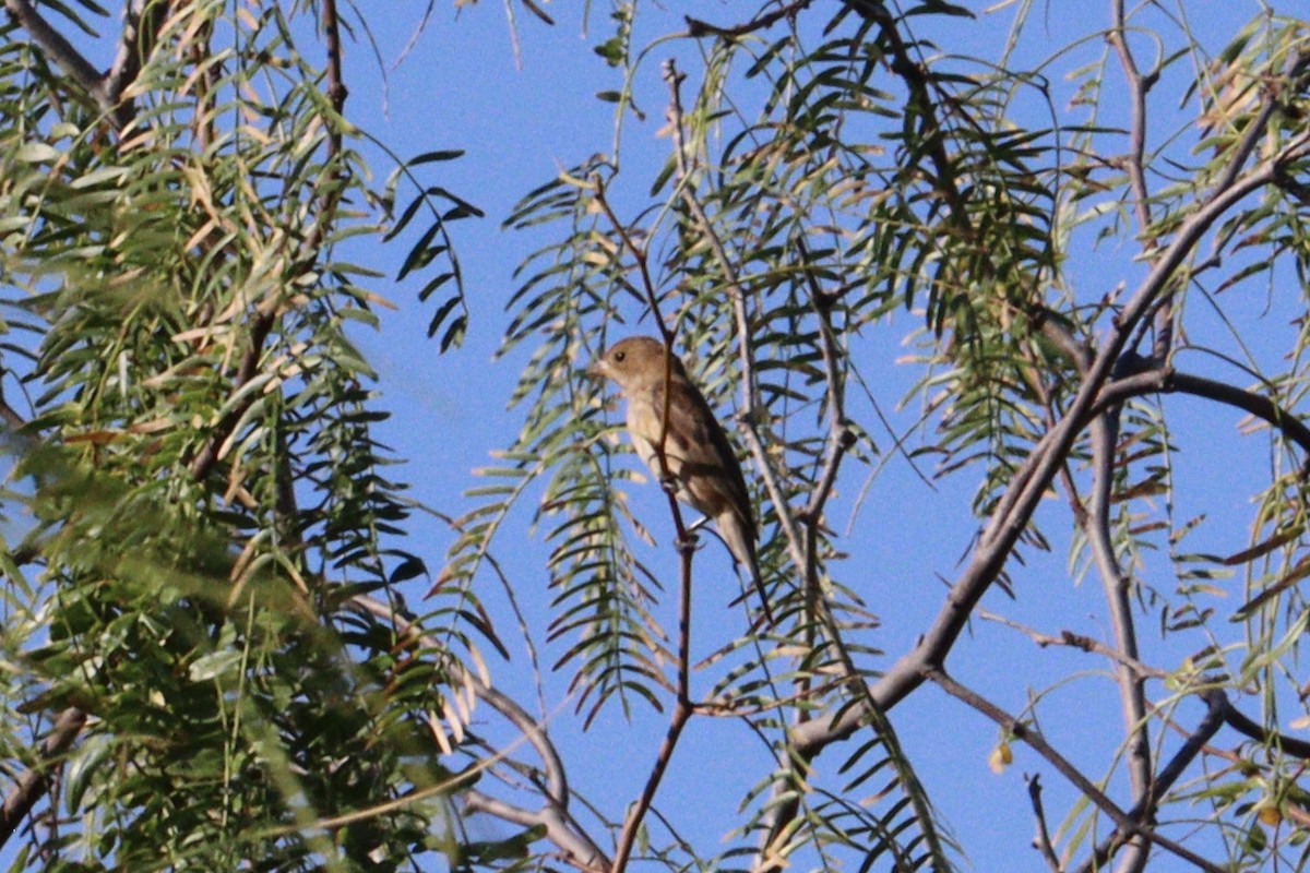 Indigo Bunting - ML645186915