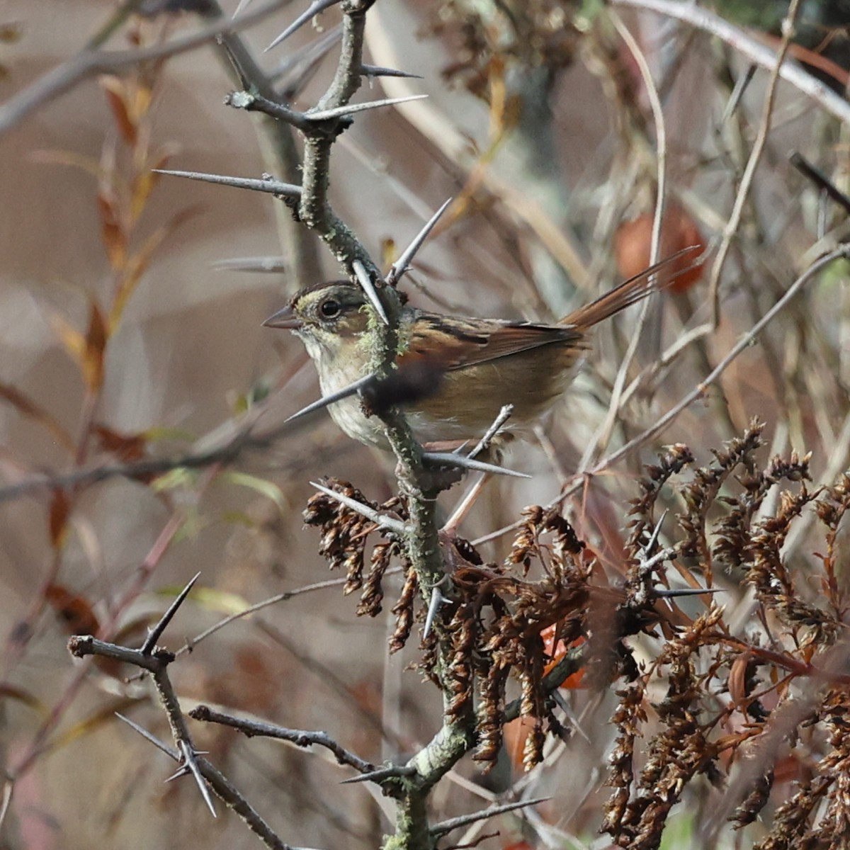 Swamp Sparrow - ML645186916