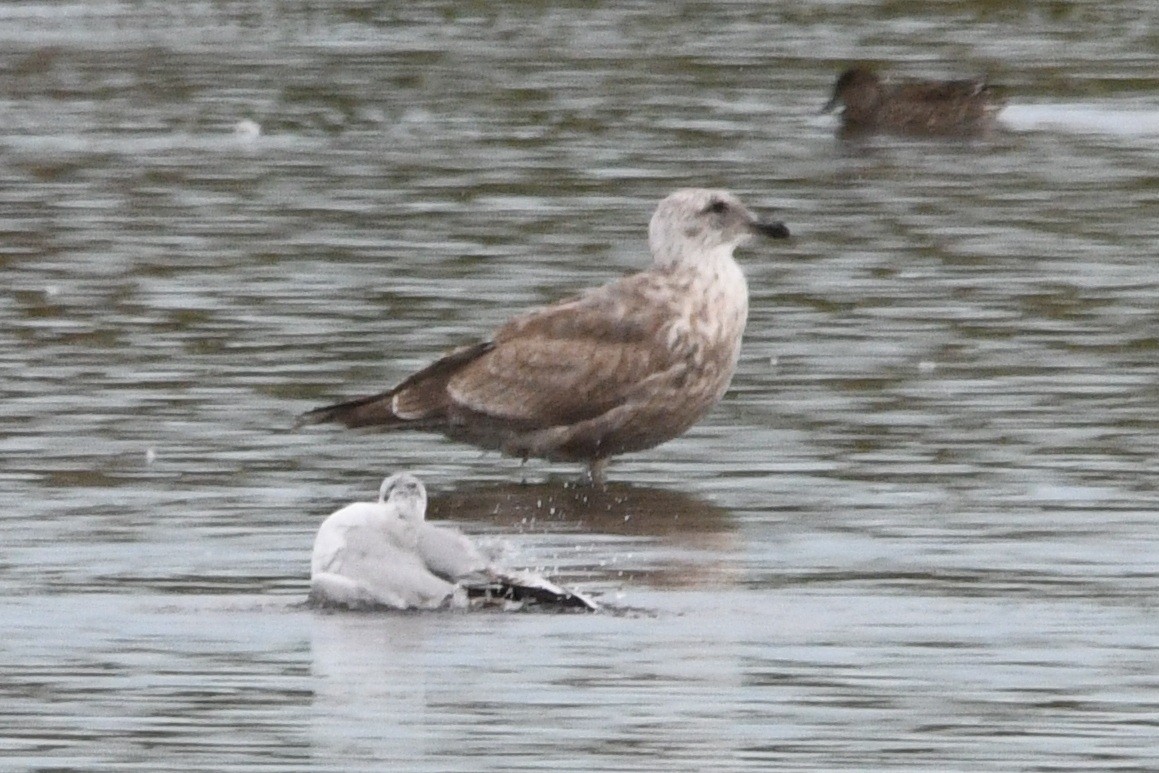 灰背鷗 - ML645186919