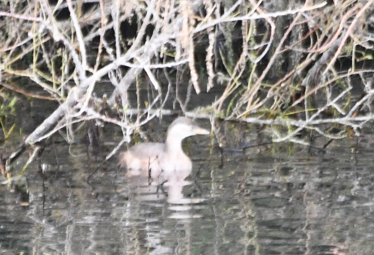 小鸊鷉(ruficollis群) - ML645186935