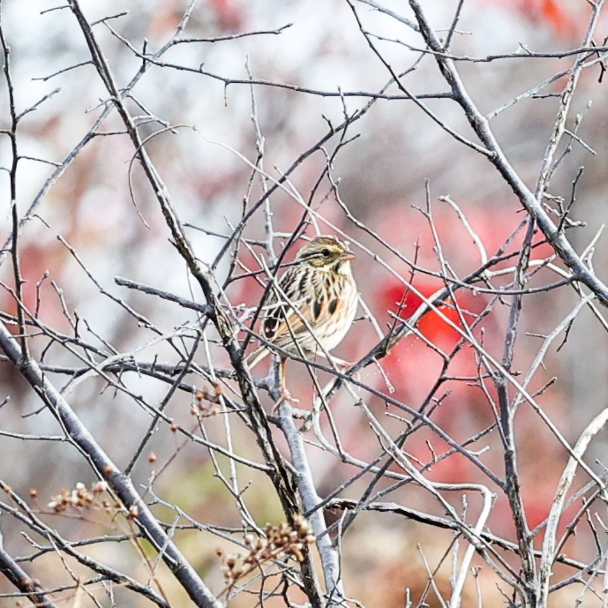Пасовник савановий - ML645186936