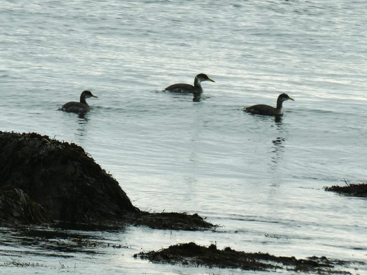 Red-necked Grebe - ML645186962