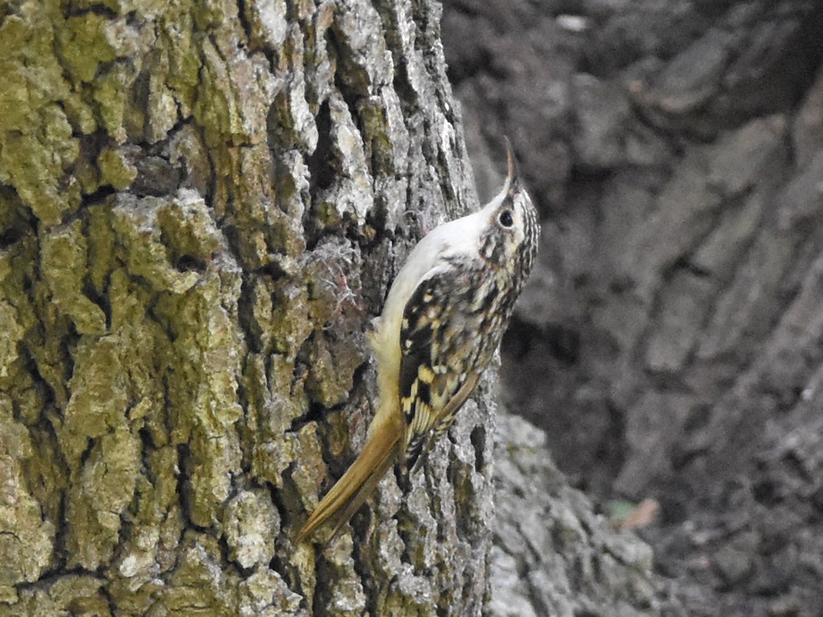 Brown Creeper - ML645186968