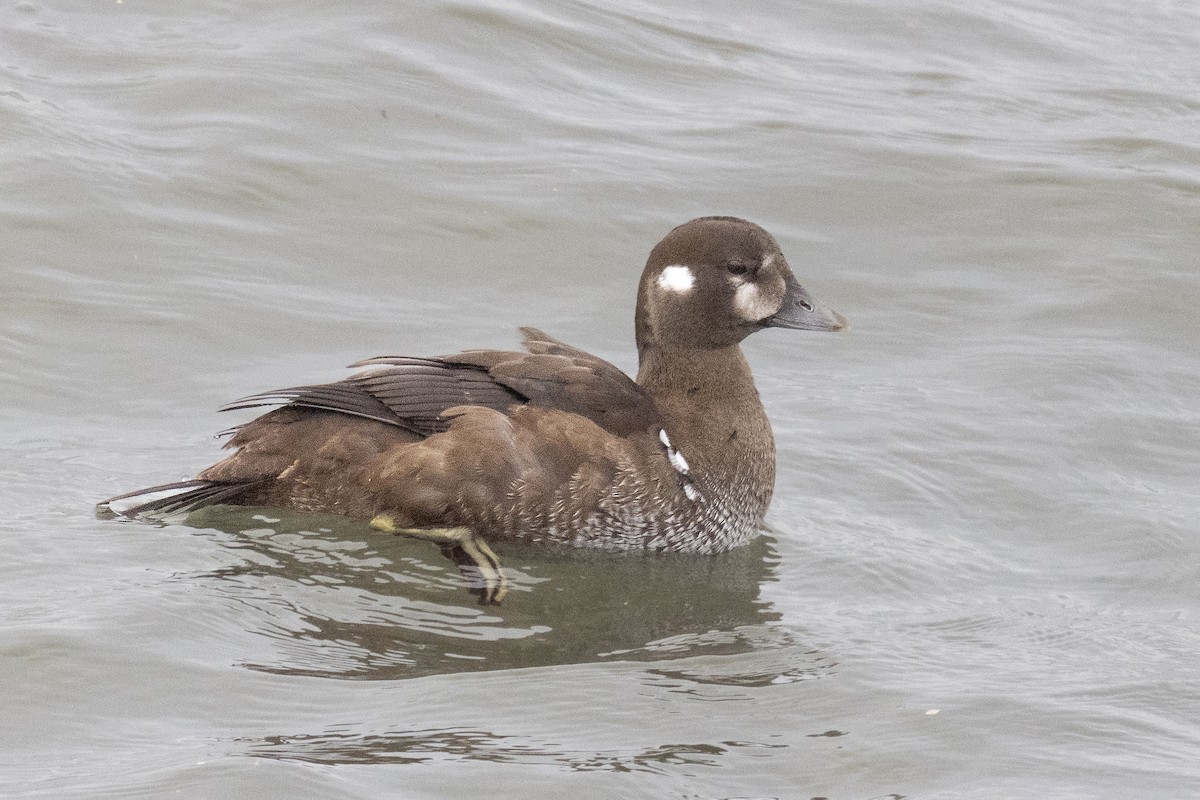 Palyaço Ördeği - ML645186974