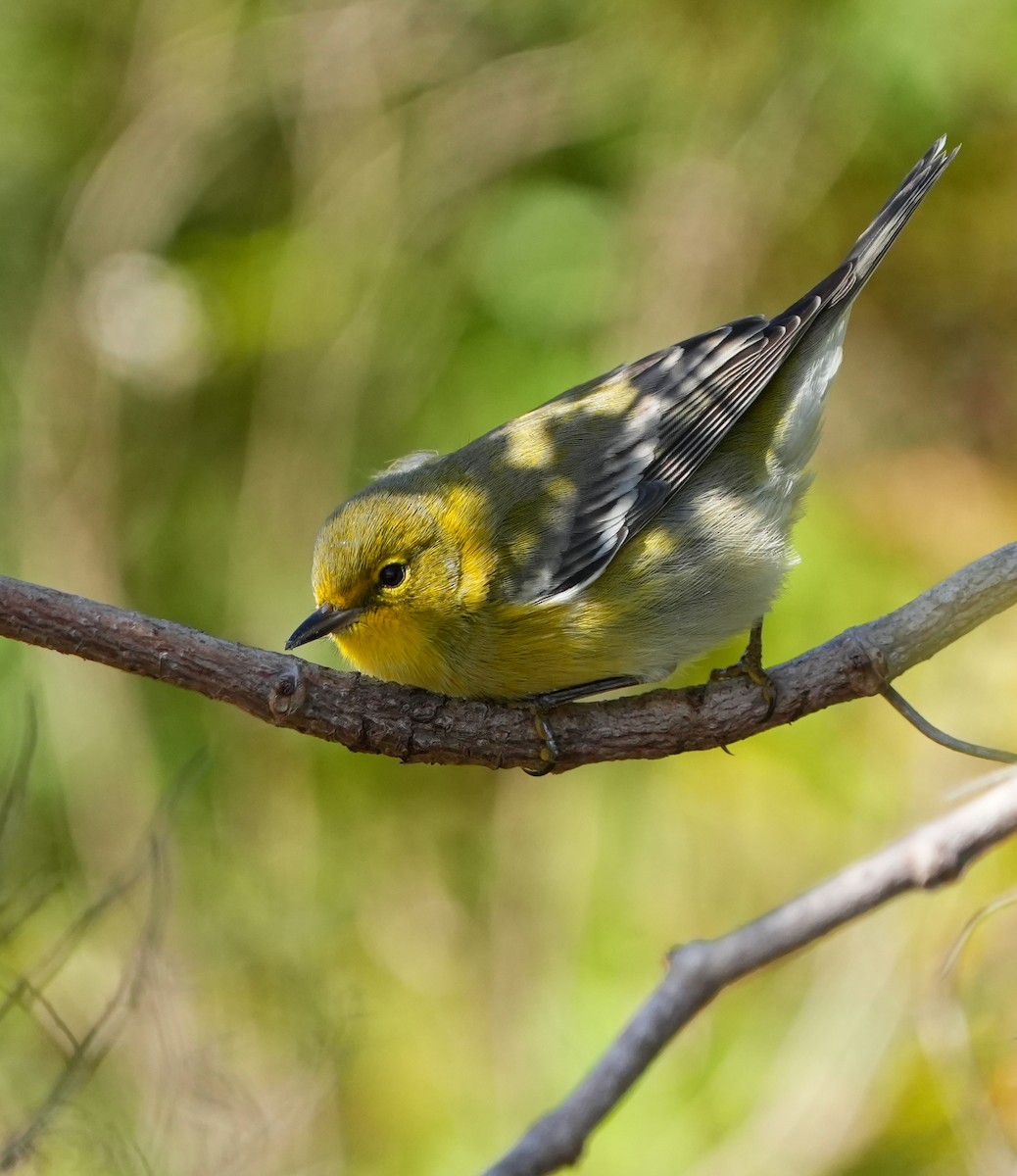 סבכון אורנים - ML645186976