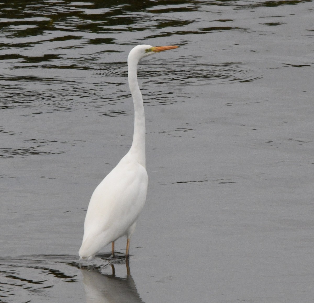 大白鷺(alba) - ML645186986