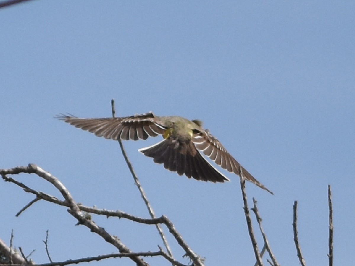 Western Kingbird - ML645186990