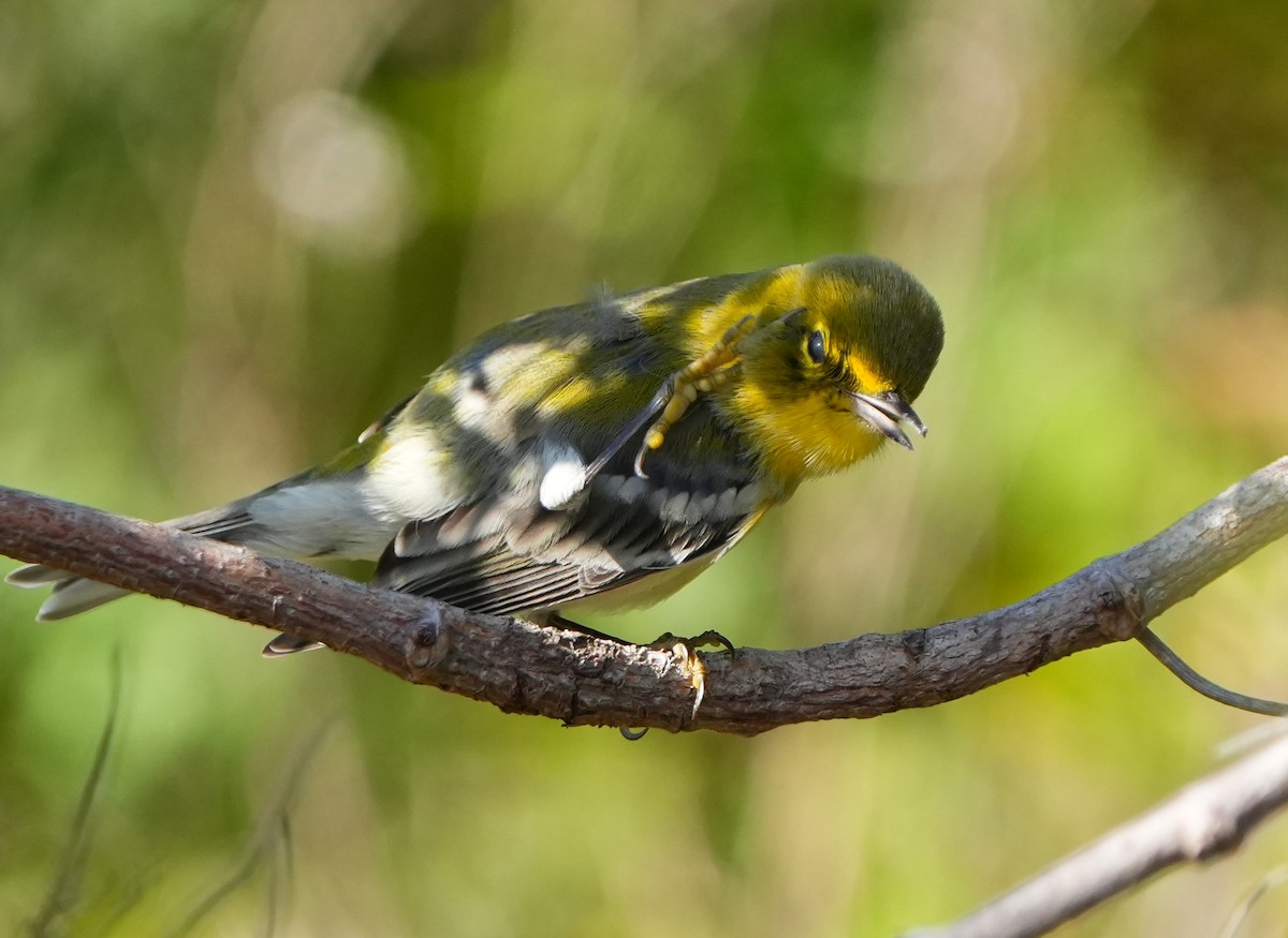 סבכון אורנים - ML645186997
