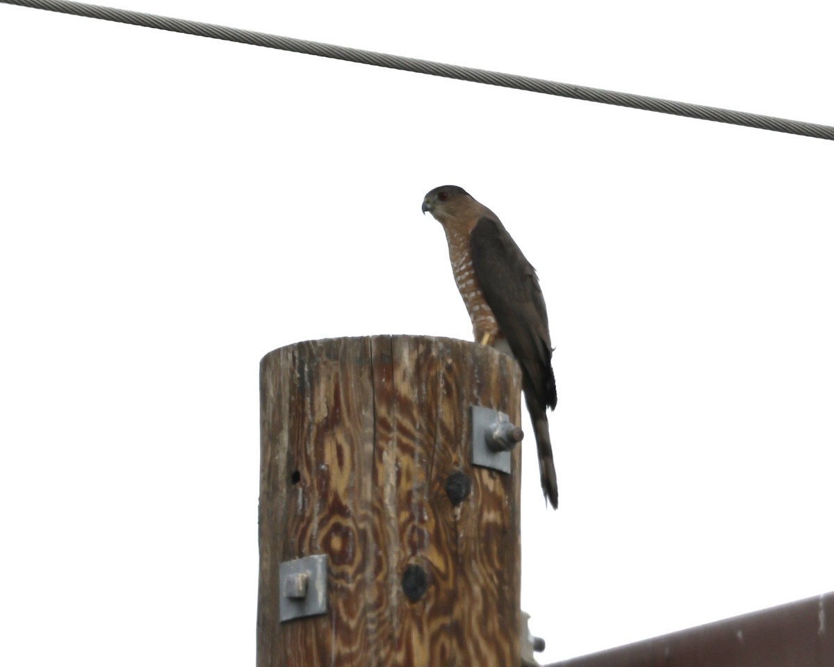 Яструб чорноголовий - ML645187018