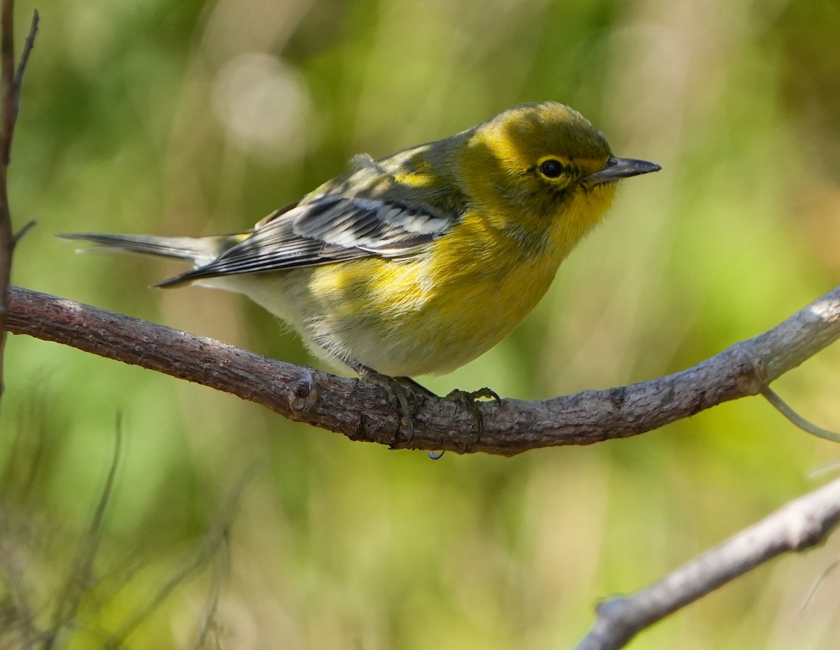סבכון אורנים - ML645187021