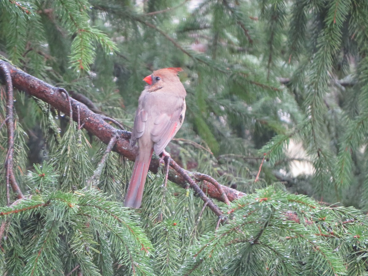 Northern Cardinal - ML645187031