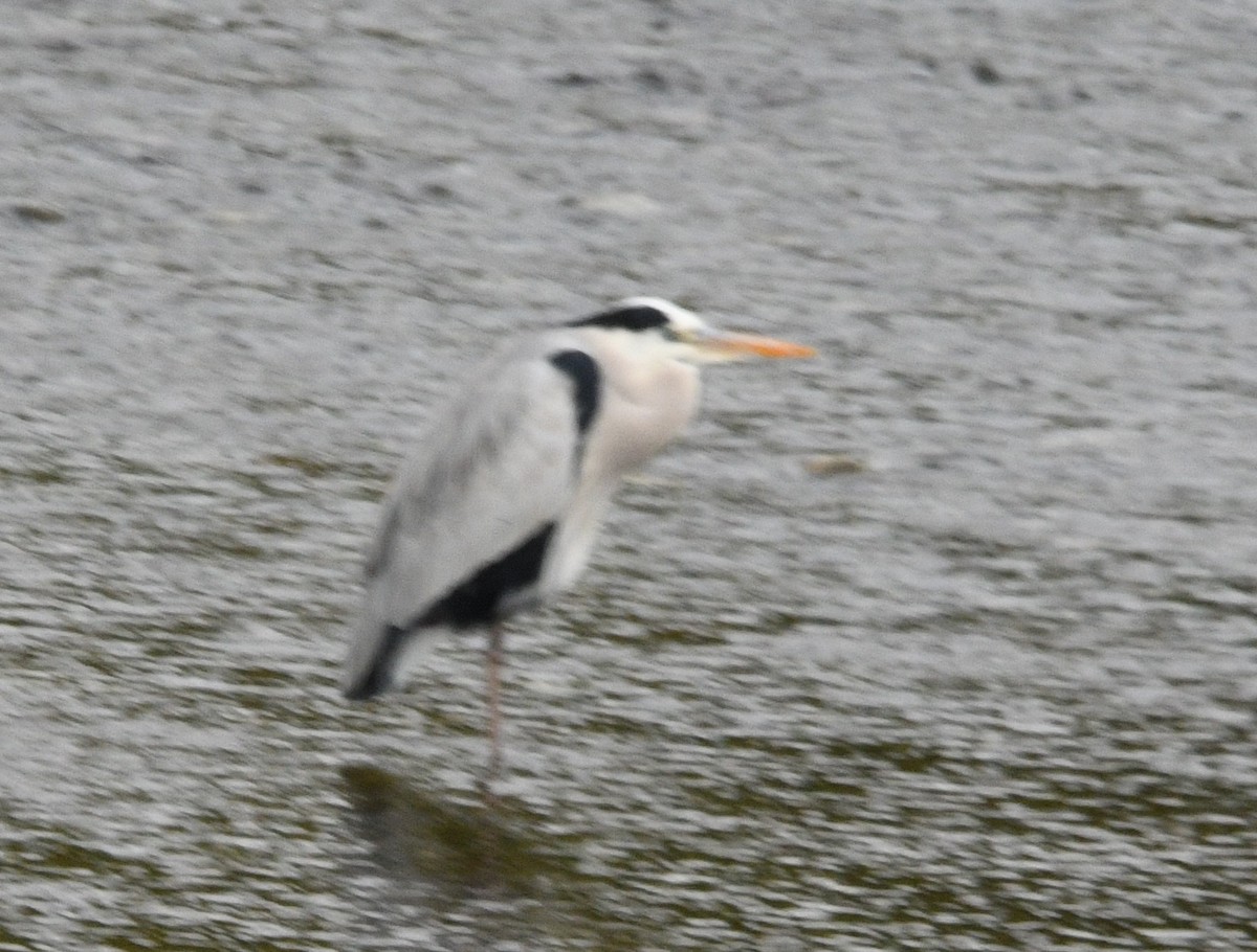 蒼鷺 - ML645187034