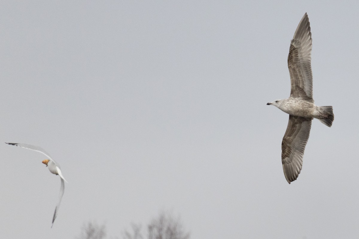 Ring-billed Gull - ML645187042