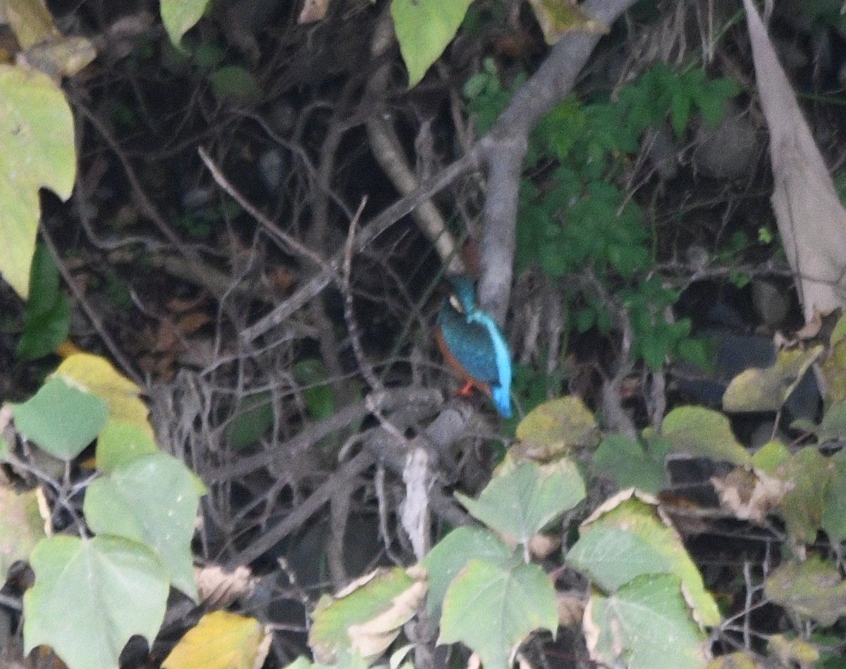 翠鳥 - ML645187043