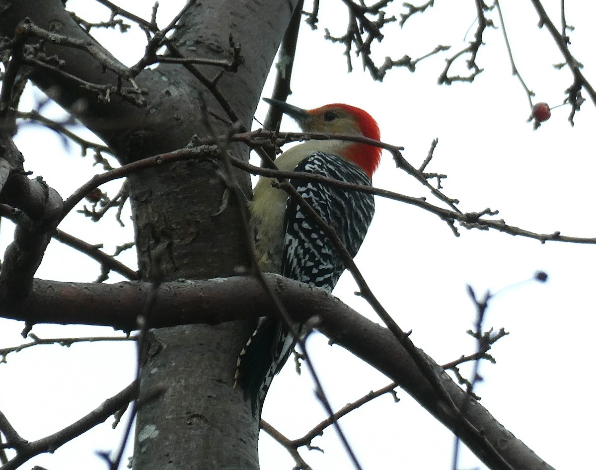 Carpintero de Carolina - ML645187068