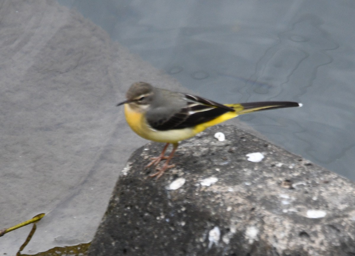 灰鶺鴒 - ML645187083