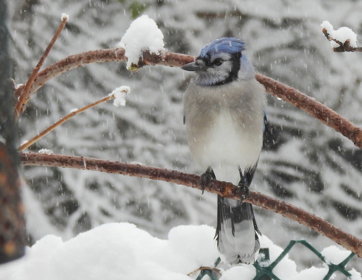 Geai bleu - ML645187085