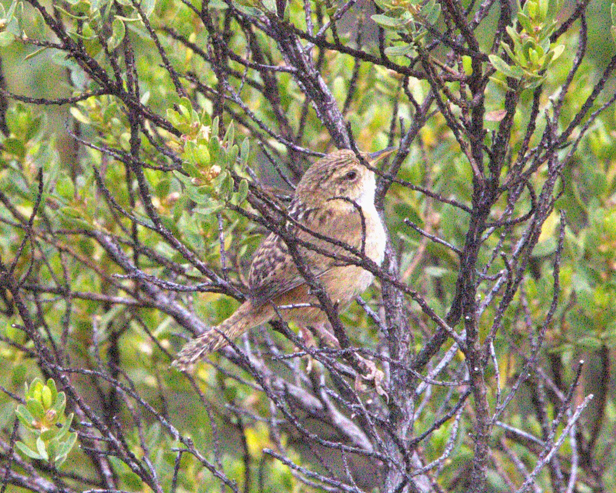 střízlík ostřicový - ML645187091