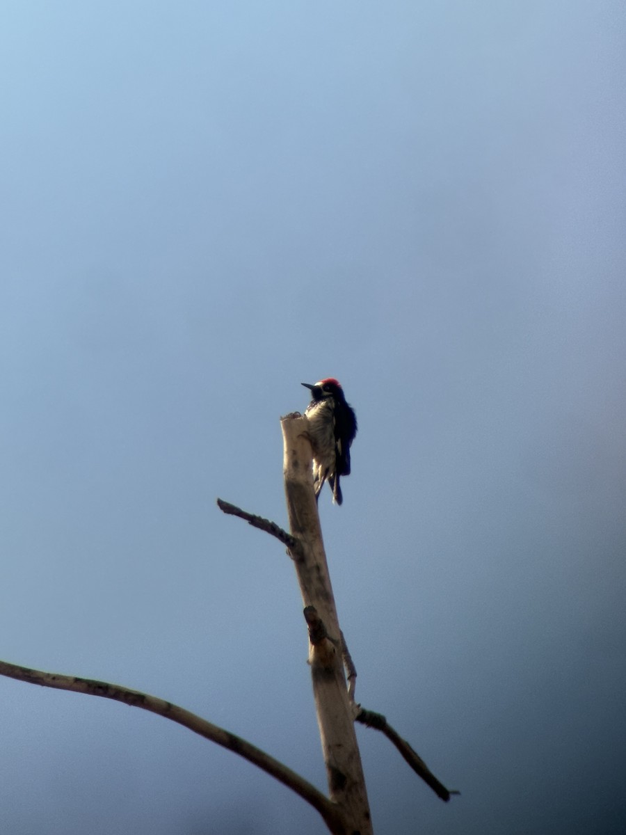 Acorn Woodpecker - ML645187107
