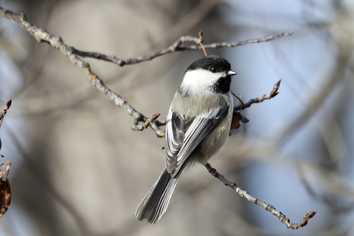 Гаїчка світлокрила - ML645187134