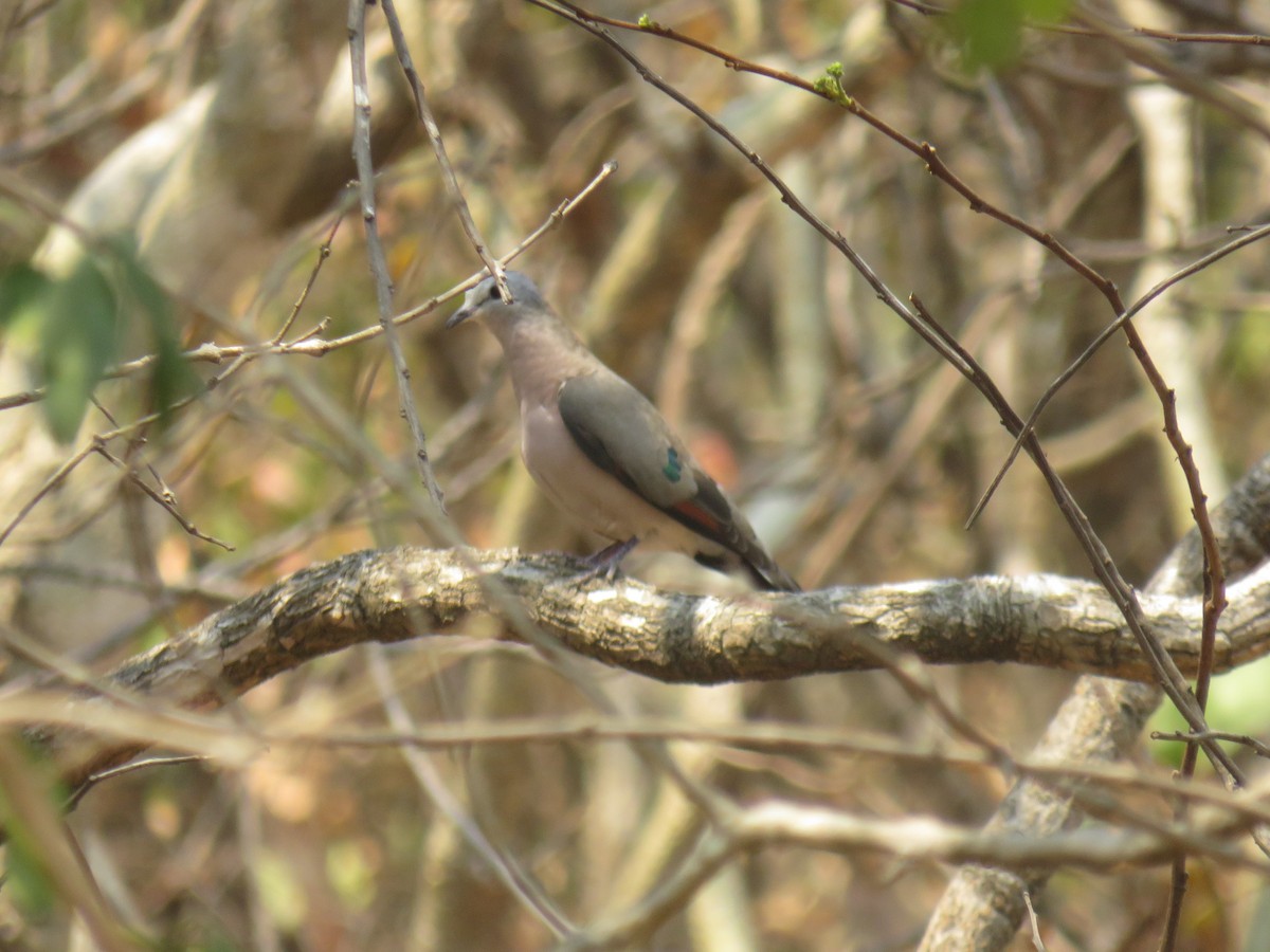 Yeşil Aynalı Kumru - ML645187140