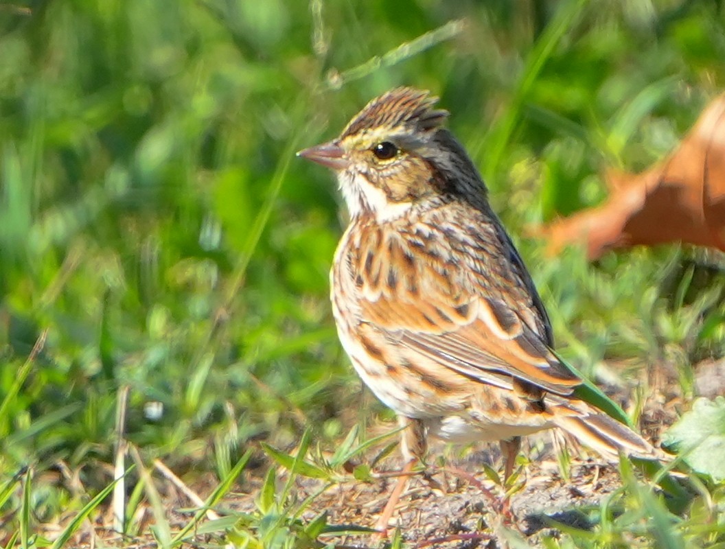 Пасовник савановий - ML645187178