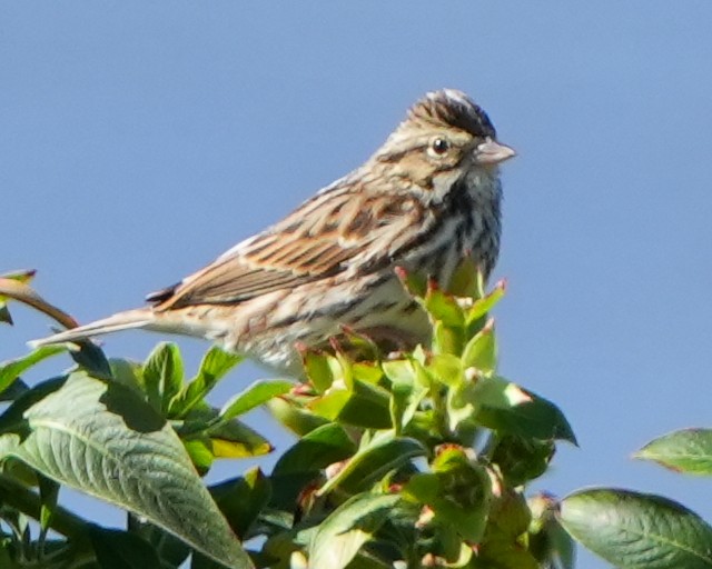 Пасовник савановий - ML645187194