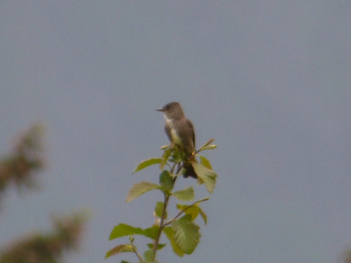 Olive-sided Flycatcher - ML645187203