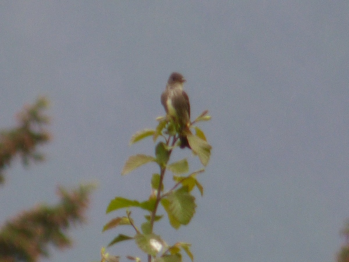 Olive-sided Flycatcher - ML645187209