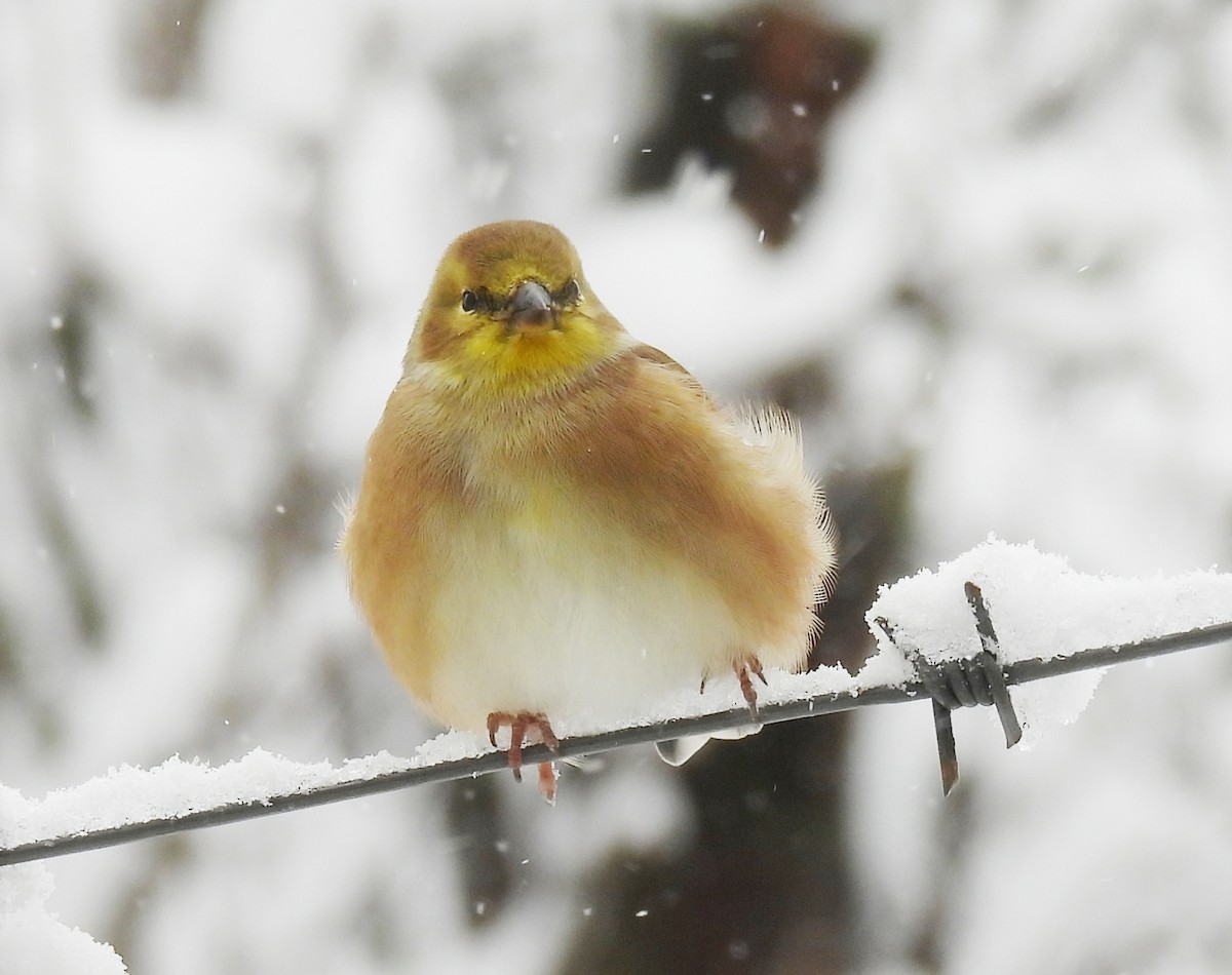 American Goldfinch - ML645187214