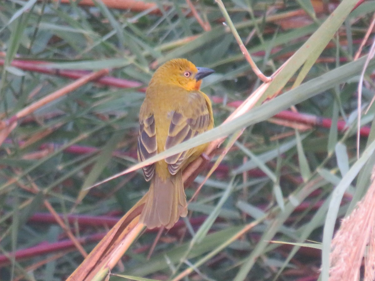 Holub's Golden-Weaver - ML645187231