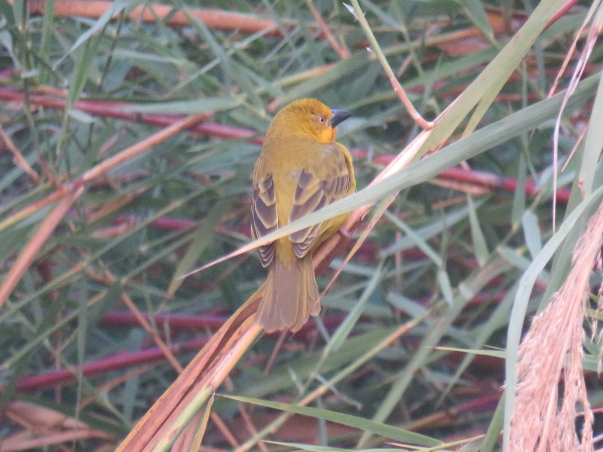 Holub's Golden-Weaver - ML645187232