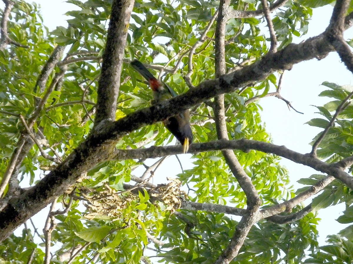 Great Barbet - ML645187237