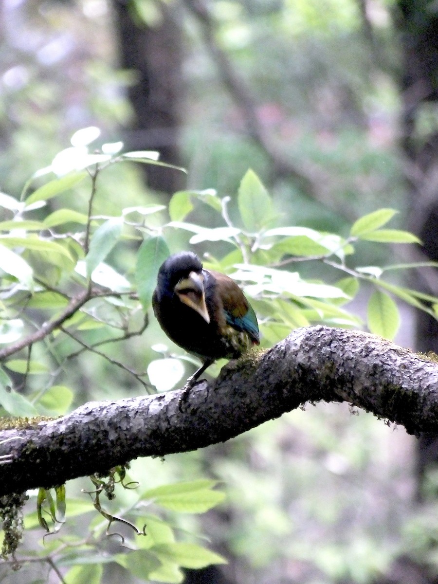 Great Barbet - ML645187238