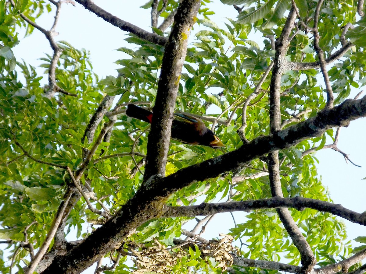 Great Barbet - ML645187239
