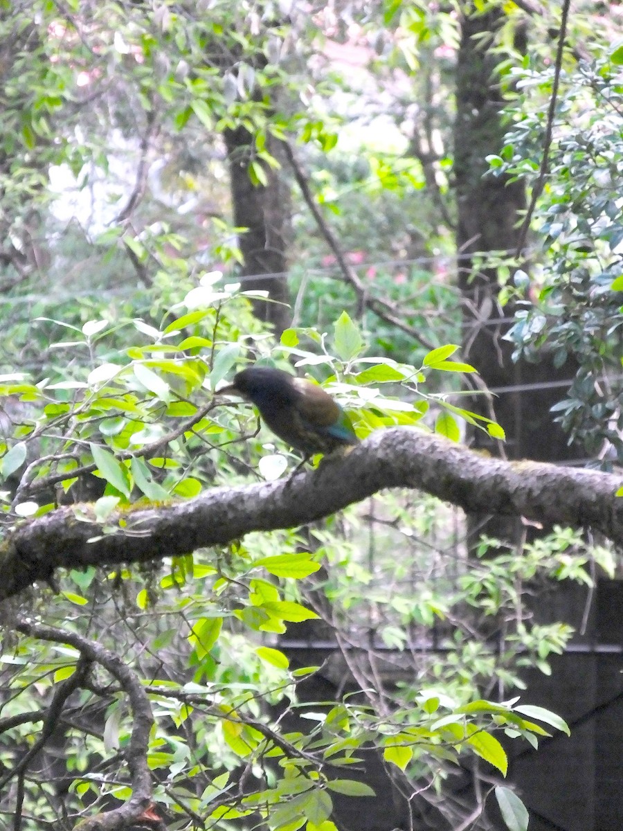 Great Barbet - ML645187240
