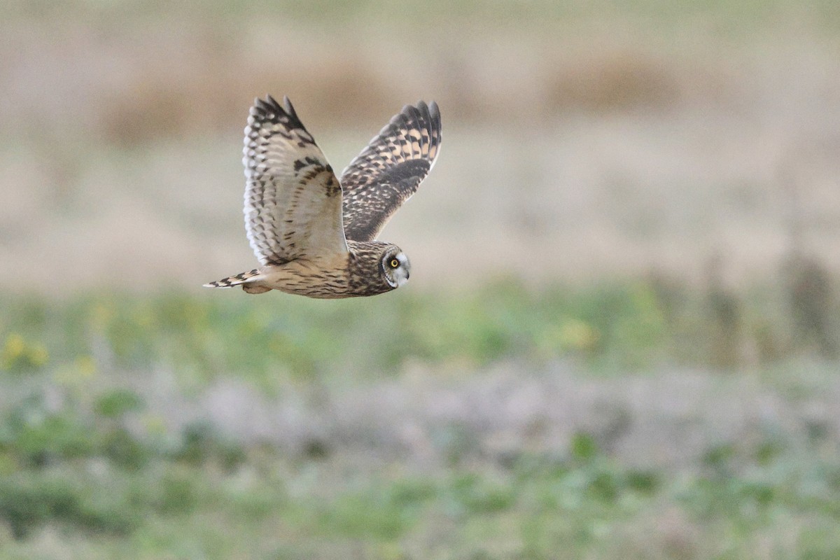 Kır Baykuşu - ML645187242