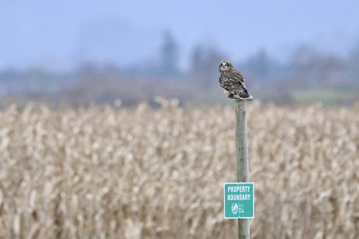 Kır Baykuşu - ML645187254